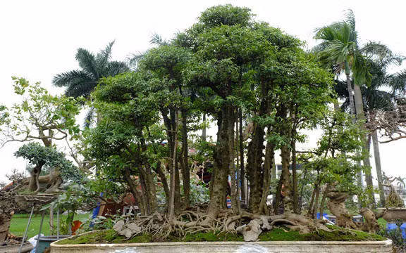 Khi ra mắt, chậu bonsai được rao bán với giá 180 triệu đồng. Ảnh: Nhịp sống kinh tế. Video: Độc: Cây bưởi diễn bonsai cổ thụ trăm triệu. Nguồn: VTC1
