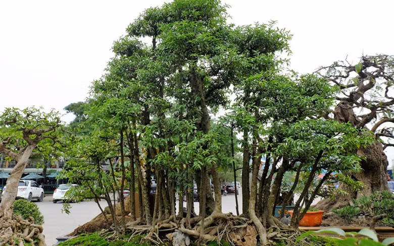 Chậu mai chiếu thủy ở Đồng Nai khiến dân chơi cây cảnh thích thú khi chủ nhân đã nhân cây lên thành cả một rừng mai chiếu thủy thu nhỏ. Ảnh: Nhịp sống kinh tế.
