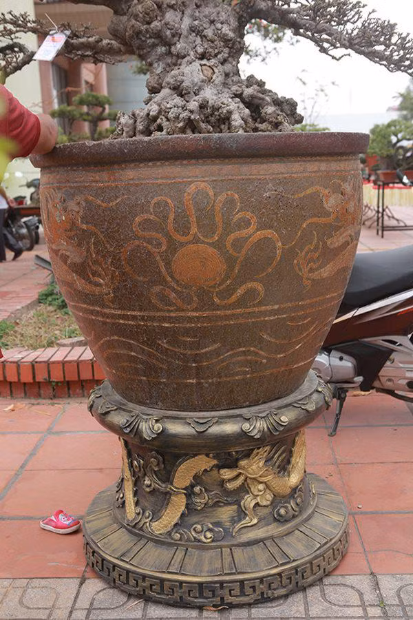 Đặc biệt, cây mai chiếu thủy được trồng trong chậu cổ mua từ Trung Quốc giá gần trăm triệu đồng. Ảnh: Dân Việt.