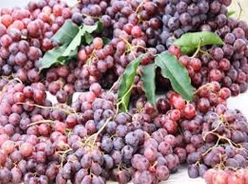 Khi ăn sẽ thấy có vị ngọt sắc và để trong tủ lạnh, nho này sẽ bị mềm và nhũn. Nguồn ảnh: Facebook.