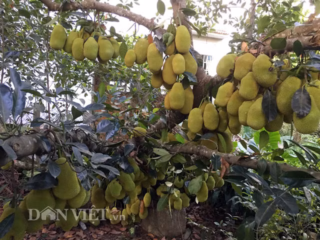 Dù sai quả nhưng quả mít nào cũng mập mạp, căng đầy, trông thích mắt. Ảnh: Dân Việt.
