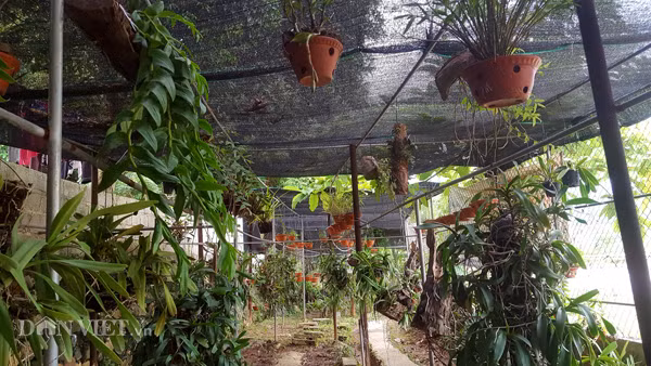 Khách hàng chủ yếu tại vườn lan của anh Minh đến từ các tỉnh như Quảng Ninh, Hải Phòng, Hà Nội... Trung bình anh Minh bán đượ 200 giò lan/tháng. Ảnh: Dân Việt.