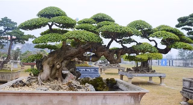 Cây duối cổ hơn trăm tuổi, mang thế độc "Long đàn Phượng vũ" của ông Vũ Văn Mai (Vĩnh Tường - Vĩnh Phúc) khiến nhiều người phải trầm trồ, thán phục. Ảnh: VTCNews.