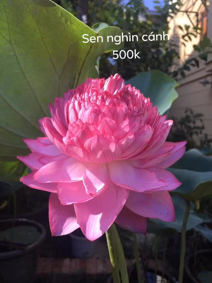 Nếu như sen Việt Nam chỉ mùa hè mới có hoa, thì giống sen ngoại mới này có ưu điểm ra hoa quanh năm. Ảnh: Facebook.