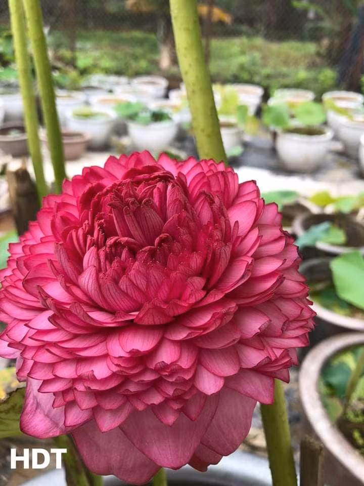 Trong khi đó, củ giống sen nghìn cánh giá từ 300.000 - 500.000 đồng/củ. Ảnh: Facebook.