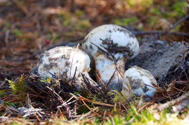 Không chỉ vậy, nấm Matsutake (hay còn gọi là Tùng nhung) – được xem là loại nấm có giá đắt đỏ nhất thế giới cũng có thời điểm "cháy hàng" tại Việt Nam dù giá bán của chúng lên tới 10-30 triệu đồng/kg tùy thời điểm.