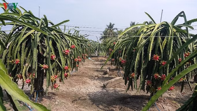 Ghi nhận của VOV cho thấy, những vườn thanh long chín đỏ rực tại uyện Chợ Gạo- vùng trồng cây thanh long chuyên canh của tỉnh Tiền Giang không có người mua. Ảnh: VOV.