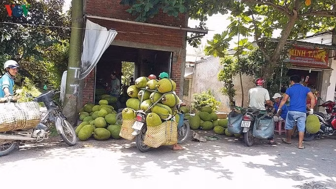 Ngoài ra, nhiều loại trái cây khác ở tỉnh Tiền Giang cũng rớt giá thê thảm. Trái mít trước Tết giá từ hơn 40.000 đồng/kg nay giảm xuống còn 18.000 - 20.000 đồng/kg, bưởi da xanh giảm còn 25.000 - 30.000 đồng/kg…Ảnh: VOV.