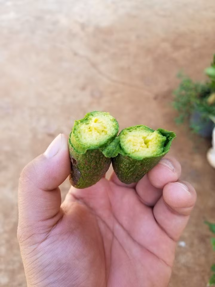 Đặc biệt, loại bơ mini này không có hạt. Ảnh: FB Le Van Thang.