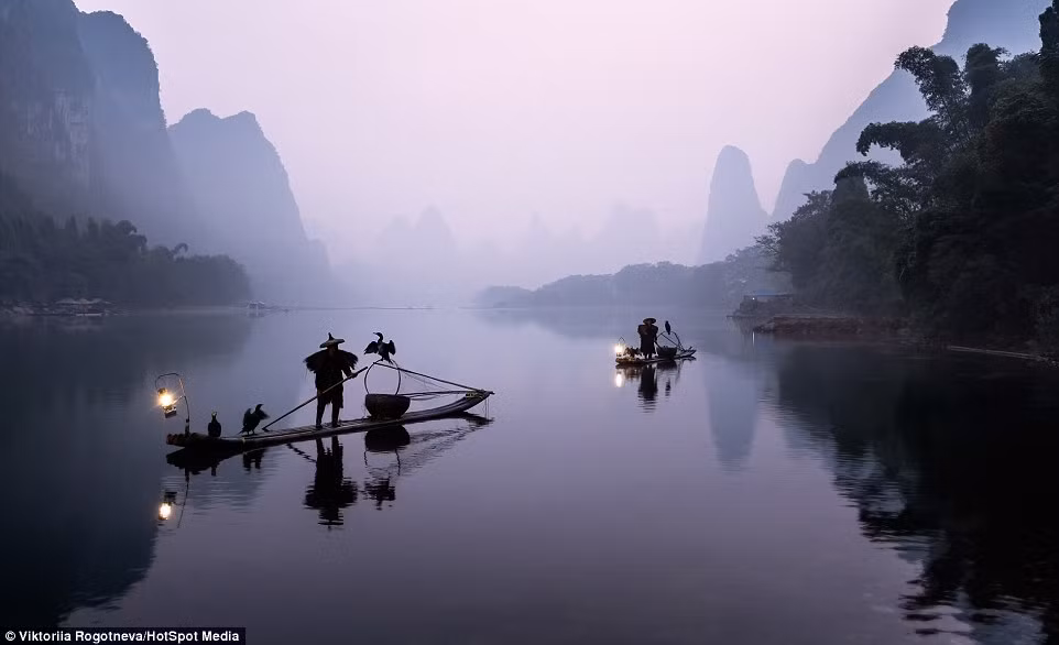 Mỗi buổi sáng, ngư dân thường dành 2 - 3 giờ để đánh cá theo phương pháp này. Trung bình, mỗi ngày, chim cốc cùng ngư dân đánh bắt được khoảng 4 kg cá.