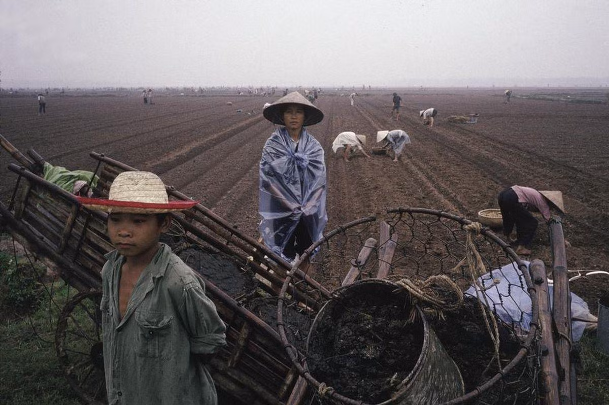 Hình ảnh người nông dân trên cánh đồng tại Hà Nội. Vào những năm 1980, trẻ em thường phụ giúp gia đình công việc ngoài đồng áng.