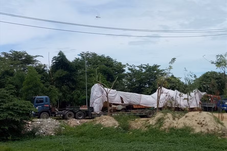 Cây siêu khủng bị tạm giữ.