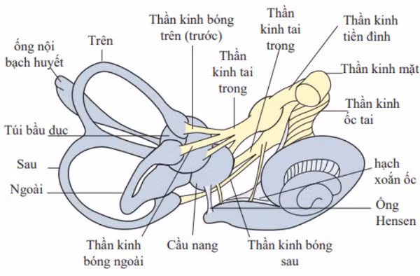Cach xu ly dung khi xuat hien hoi chung tien dinh