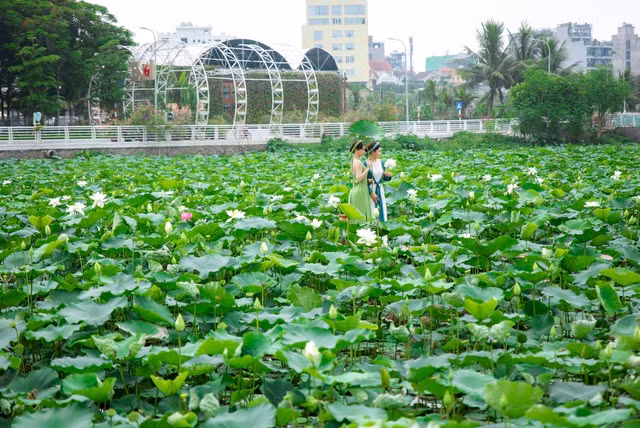 Thợ ảnh hốt “bạc triệu” mỗi ngày nhờ mùa sen nở rộ - Hình 10 Tho anh hot “bac trieu” moi ngay nho mua sen no ro-Hinh-10