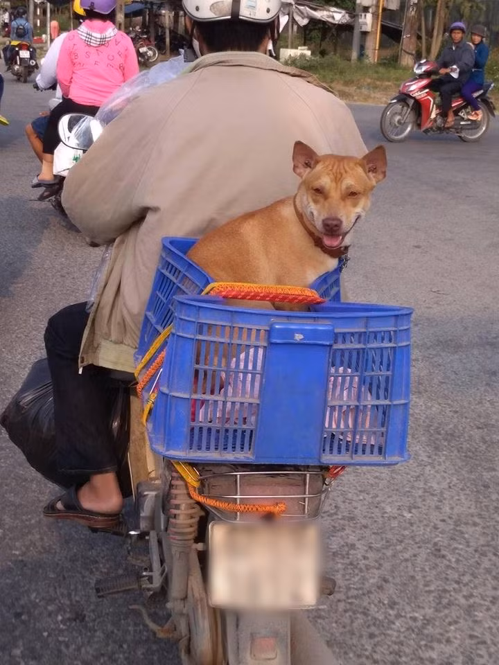 Đưa boss về quê ăn Tết là cả một quá trình tính toán khó nhằng, kể cả sen di chuyển bằng xe máy, xe khách hay máy bay, nhưng để lại thành phố một mình thì lại chẳng đành.