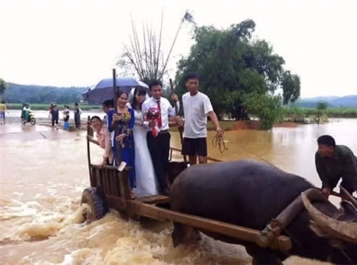 Đây được coi là màn rước dâu siêu hài hước nhất, thay vì sử dụng ô tô để đón cô dâu thì chú trâu này là phương tiện hợp lý nhất vào mùa lụt.