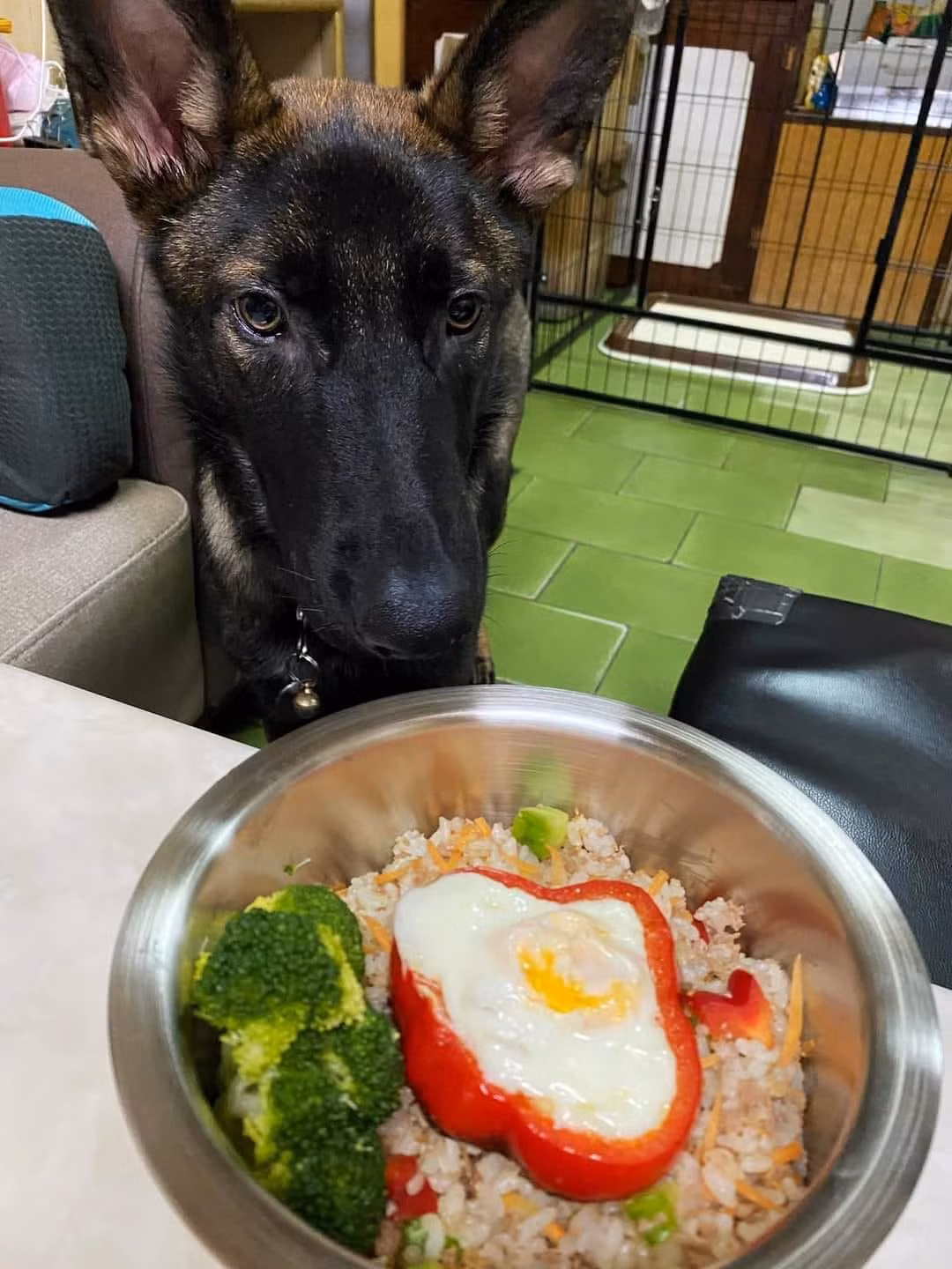 Sau khi những hình ảnh này được chia sẻ lên MXH, hầu hết đều tỏ ra ngạc nhiên, khó hiểu về bữa ăn của cún cưng lại được chuẩn bị cầu kỳ đến vậy.