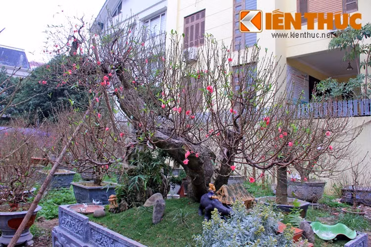 Khi chọn đào thế, những cây có gốc, thân cứng cáp, có thêm rêu mốc xù xì hoặc nấm thường có giá đắt đỏ hơn. Tuy nhiên, quan trọng nhất của đào thế là khí - thế toát ra từ dáng cây.