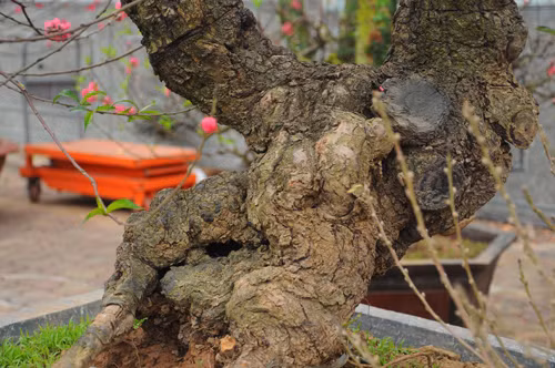 Ông Trung (Nhật Tân - Tây Hồ), một người có 40 năm kinh nghiệm trồng đào cho biết: muốn chơi đào thế với hoa lâu tàn và nhiều lộc thì chọn đào hạt, còn muốn chơi đào thế với hoa đẹp thì chọn đào phai và đào bích.