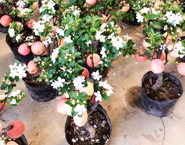 Sẵn sàng chi từ vài triệu đến cả chục triệu đồng để sở hữu những cây cảnh bonsai đẹp, độc lạ chơi Tết là điều không khó với những gia đình giàu có, khá giả. Táo cảnh với đủ cả hoa, lá và quả là một trong những loại gây sự chú ý khi được bán vào dịp Tết.