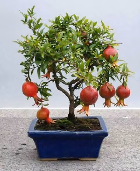 Trong phong thủy, cây thạch lựu trồng ở trước nhà được cho rằng sẽ mang điều may mắn và tốt lành đến cho gia chủ. Mỗi chậu bonsai lựu có giá từ vài triệu đến cả chục triệu đồng vì thế rất đắt khách.