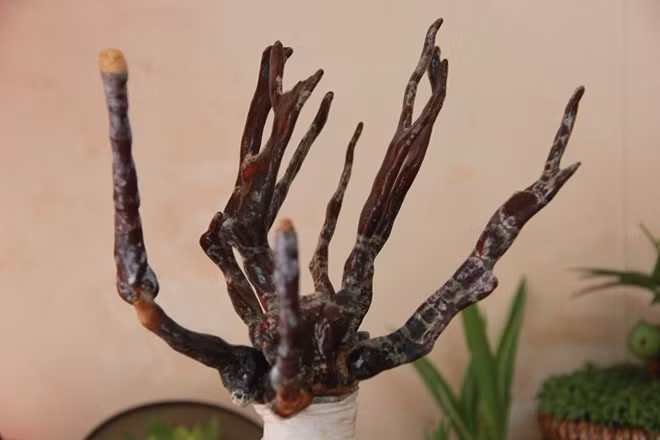 Với nhiều người, việc chọn nấm linh chi bonsai vì hợp mạng, hợp phong thủy. Nấm có mệnh mộc, sắc đỏ nên đặt trong nhà vào năm mới sẽ mang đến cho chủ nhân sự may mắn, trường tồn.