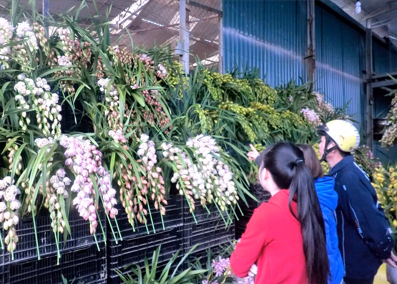 Ngoài ra, khách mua hoa địa lan sớm sẽ tốt hơn, bởi cận Tết, các chậu hoa đẹp đã được "vét" cạn hoặc mức giá của chúng đã bị "đội" lên rất nhiều. Tham khảo và so sánh giá tại một số cửa hàng cung cấp địa lan uy tín trên thị trường để tránh mua "hớ" cũng là một chiêu để tiết kiệm chi phí khi mua loại hoa đắt đỏ, sang chảnh này.