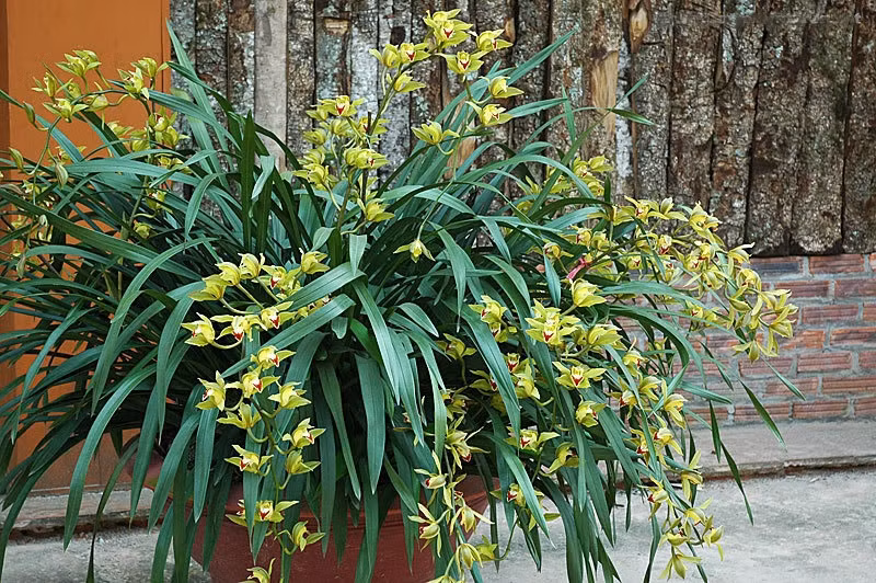 Riêng giá địa lan Trần Mộng Sapa chơi Tết năm nay vẫn khá đắt đỏ, dao động từ 20 - 70 triệu đồng/chậu. Để chọn được chậu hoa như ý, khách mua quan sát nếu hoa tán tròn, cánh hoa dầy, lá xanh đậm, bóng và tươi tắn là tốt.