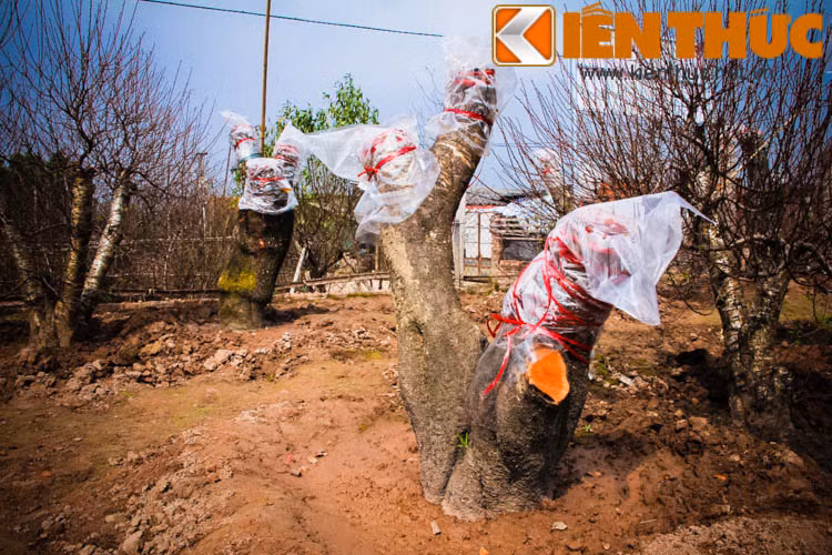 Bên cạnh những chậu đào đã sẵn sàng cho thuê, bán dịp Tết, nhiều gốc đào "khủng" mua từ Lạng Sơn, Mộc Châu... đang chờ ghép với "đào nhà" để tạo thành những gốc đào thế đắt tiền.