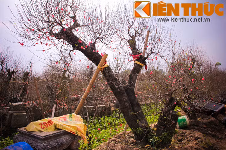 Một gốc đào "khủng" tại vườn Nhật Tân đã bắt đầu ra hoa rực rỡ. Theo các chủ vườn tại đây, tuy thời tiết thất thường, năm nay nắng nóng song việc hãm đào ra hoa sớm hay đúng dịp Tết không quá khó với người trồng. Nếu khách yêu cầu hoa nở sớm, nhà vườn có thể can thiệp dễ dàng.