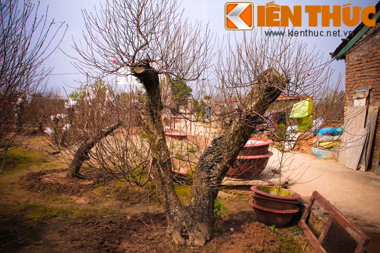 Các thế được giới chơi đào quất ưa chuộng nhất thường gắn với các ý nghĩa riêng về phong thủy, cầu may mắn, tài lộc như thế quần tụ, thế trực đổ (cây đào có 1 nhánh đâm thẳng lên và một nhánh đổ xuống), thế ngũ phúc, long giáng...