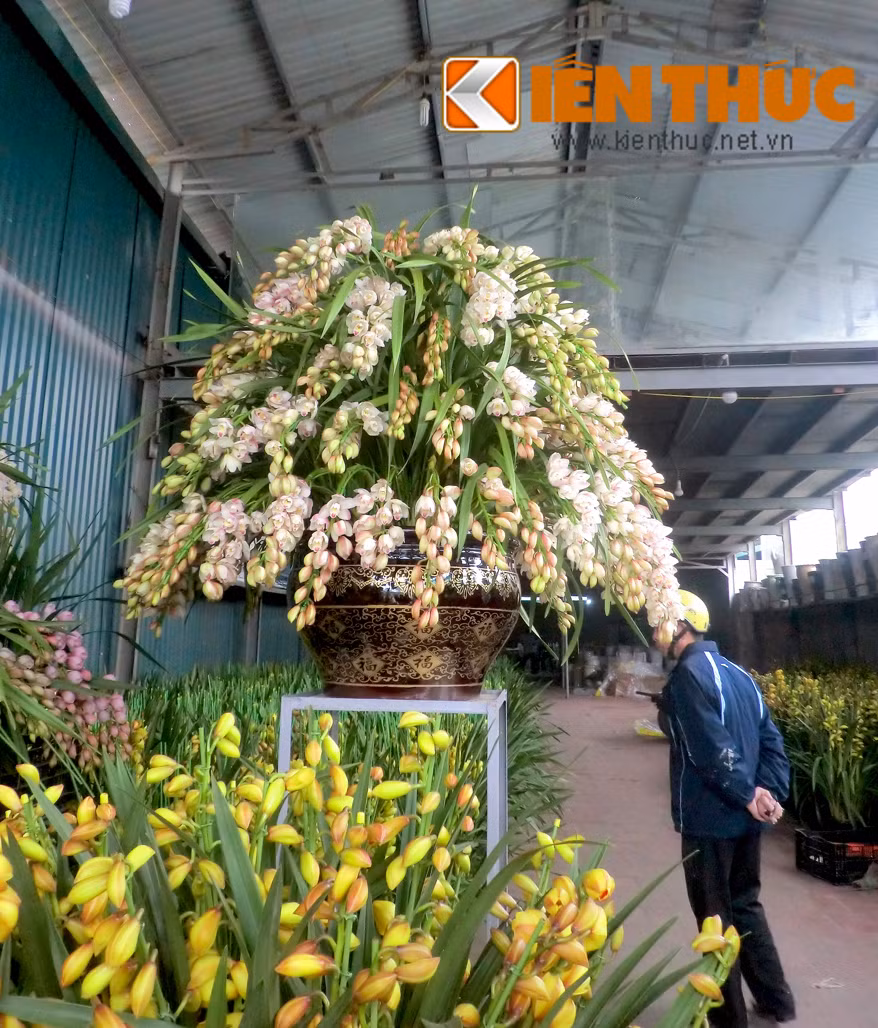 Theo nhân viên bán hàng tại đây cho biết, giá chậu hoa địa lan rủ trắng hồng này là 40 triệu đồng. Mỗi chậu địa lan trắng hồng (từ 3-4 cành hoa) bán lẻ đã có giá đến 2 triệu đồng, cộng thêm tiền chậu nên mức giá của chậu địa lan "khủng" mới cao như vậy. Vừa được nhà vườn mang ra bán, chậu địa lan đã thu hút sự chú ý của không ít khách mua.