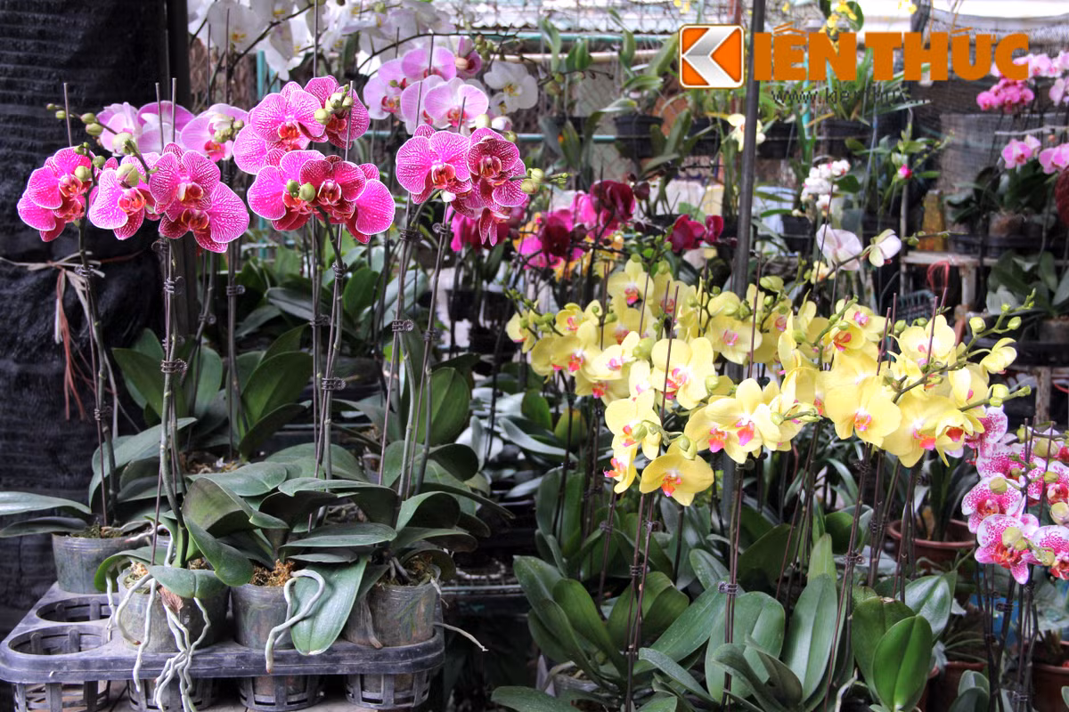 Các chậu lan chỉ có 1-2 cành hoa được rao bán từ 80.000 - 150.000 đồng. Tùy thuộc vào số nụ, số lượng cành, mỗi chậu lan sẽ có giá cao hơn rất nhiều.