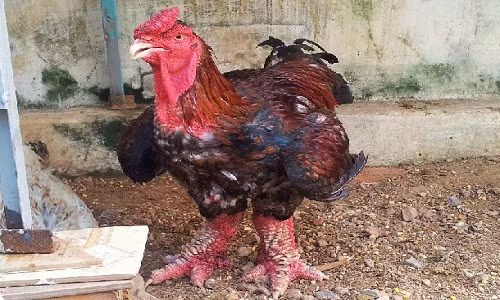 Thông thường, gà Đông Tảo thuần chủng trưởng thành có trọng lượng từ 3,2kg trở lên trong khi đó gà lai chỉ khoảng 2,5 kg.