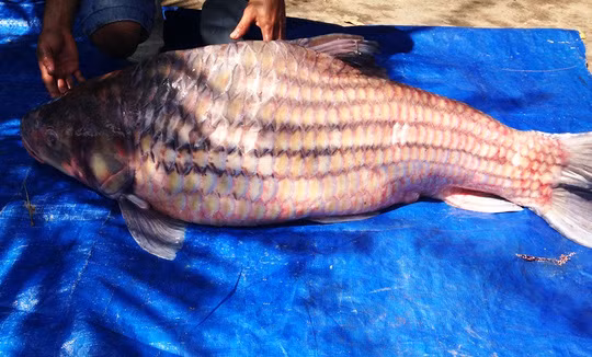 Hồi cuối tháng 11, một thương lái đã mua lại con cá trà sóc nặng đến 60 kg, dài 1,3m đưa lên TP HCM bán cho nhà hàng. Nhiều người dân Tđã tới đặt mua cá, giá mỗi kg dao động từ 1-1,5 triệu đồng.