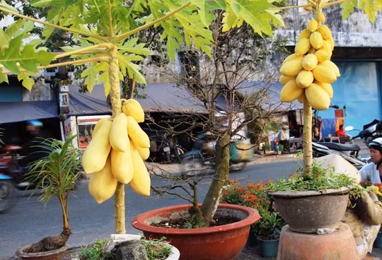 Trong số các loại cây ăn quả trồng bonsai được "chuộng" nhiều năm gần đây, đu đủ khá dễ sống và cho trái đẹp mắt. Ngoài ra, chúng tượng trưng cho sự no đủ nên mỗi dịp tết đến, xuân về, loại bonsai đu đủ được bán khá nhiều, giá từ 600.000 đồng đến 3 triệu đồng. Những cây sai quả, có quả chín bao giờ cũng được giá hơn cả.