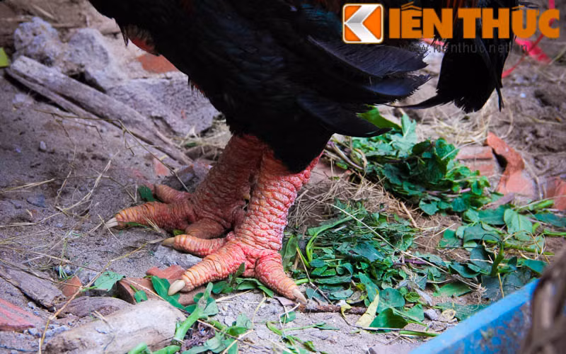 Theo tiểu thương, gà Đông Tảo cho thịt ngon và chắc hơn các giống khác. Tuy nhiên, hiện nay, gà Đông Tảo thuần chủng khá hiếm, chúng đã được lai sang đời F1, F2.
