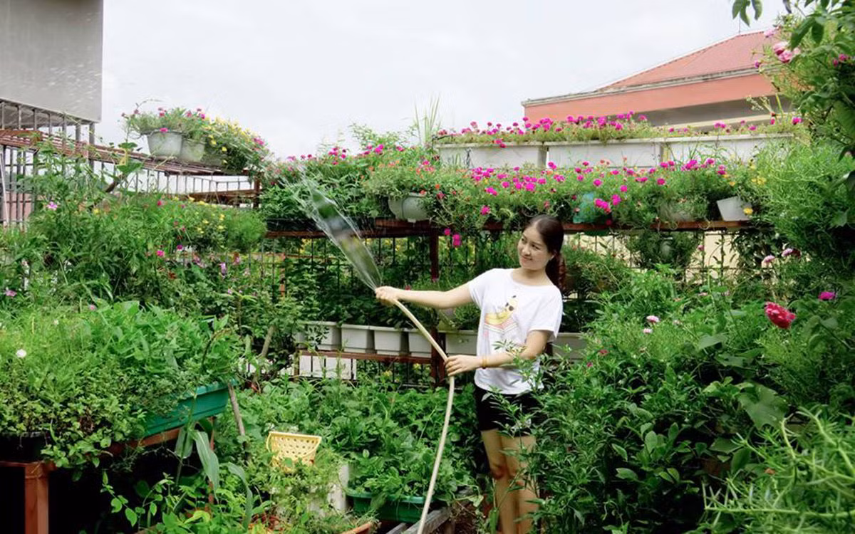 Việc trồng rau sạch không chỉ mang lại thực phẩm tốt cho gia đình mà còn tạo cảnh quan đẹp mắt cho không gian sống, gia chủ thư giãn khi chăm sóc khu vườn. Ảnh: Dân Việt.