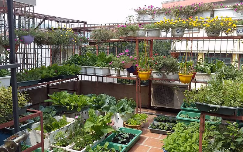 Nhà đô thị thiếu diện tích sân vườn vẫn có thể trồng được rau sạch khi tận dụng những khoảng không trên sân thượng. Trong hình là khu vườn rau sạch trên sân thượng của chị Nguyễn Thị Huệ (Kim Tân, Lào Cai). Ảnh: Dân Việt.