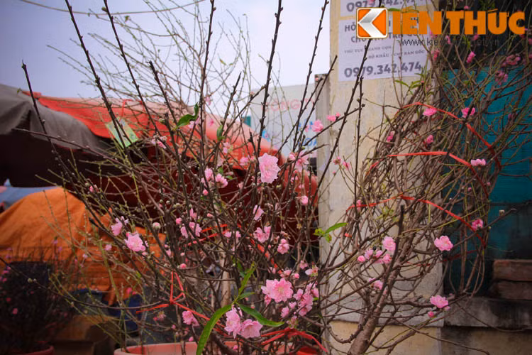 Theo một chủ cửa hàng hoa tại chợ Quảng Bá, đào cành mua thời điểm này có thể chơi được từ 2-3 tuần, khi đó đã gần tới Tết có thể thay hoa mới.