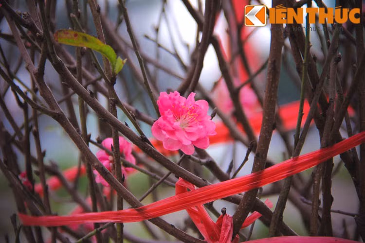 Những cánh đào đỏ thắm khiến mùa đông bớt vẻ âm u, ảm đạm.