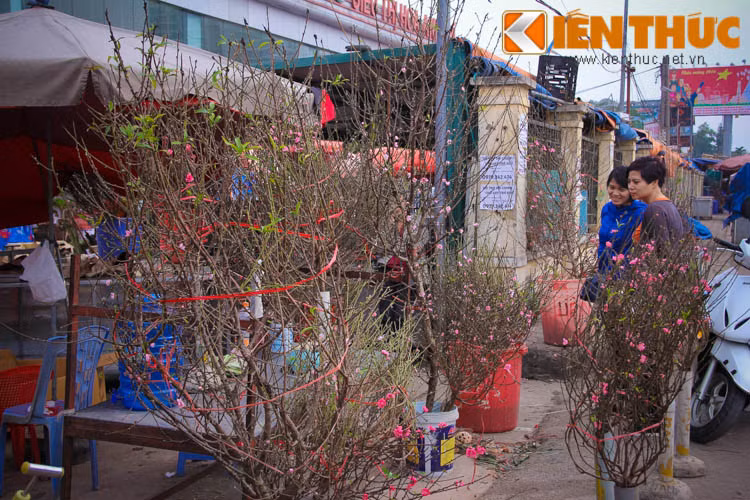 Đào cành đẹp mắt đã nhanh chóng thu hút khách hàng đến lựa chọn.
