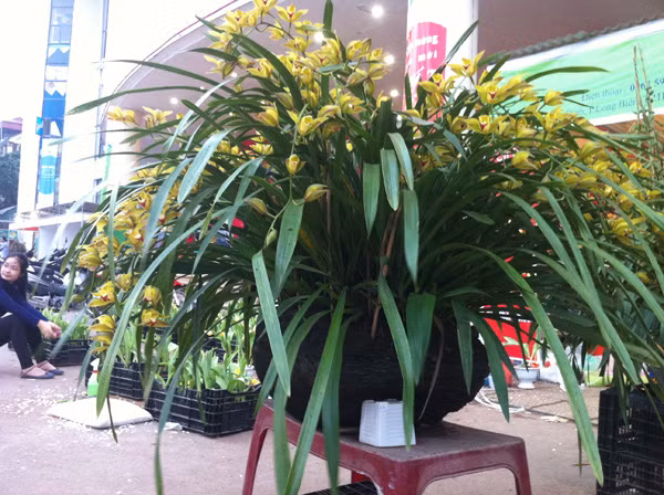 Tuy là loại hoa ưa sáng nhưng nếu để cây ở nơi có ánh nắng chiếu trực tiếp vào thì lá cây sẽ bị cháy, vì vậy, khi mua hoa địa lan về chơi cần phải tránh để cây ở những nơi bị ánh sáng quá gay gắt.