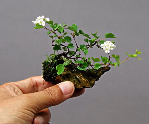 Thậm chí, những cây cảnh mini cũng có thể nở hoa dưới bàn tay chăm sóc khéo léo, tài hoa của người nghệ nhân.
