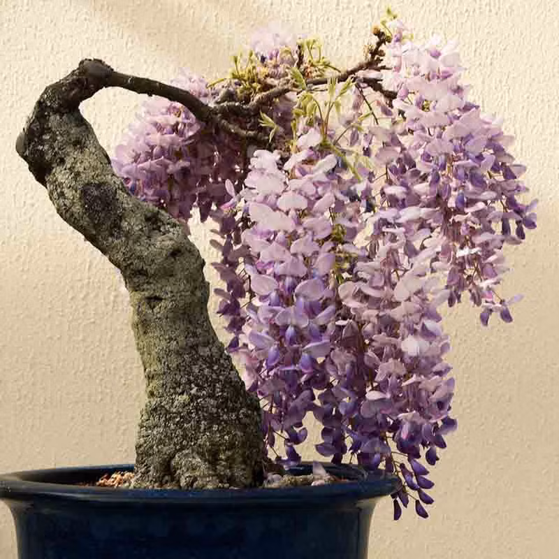 Chậu cây với thân hình xù xì, gốc cây mốc meo rêu phong, điểm trên cành hàng chục nụ, bông hoa tím lãng mạn,