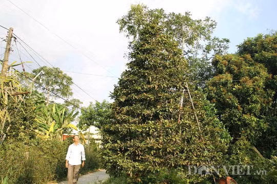 Những cây mai vàng cổ thụ trên 100 năm tuổi tại làng mai Phước Định (xã Bình Hòa Phước, huyện Long Hồ, tỉnh Vĩnh Long) đang chờ bán. Theo những người làm vườn, giá mai cổ thụ chơi Tết có giá từ 100 triệu đến cả tỷ đồng.