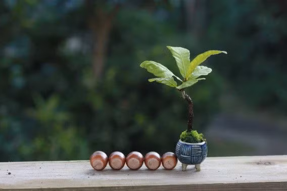 Chơi cây cảnh phải để đúng chỗ, cây to hoặc nhỏ, phụ thuộc vào không gian, quang cảnh xung quanh rất nhiều.