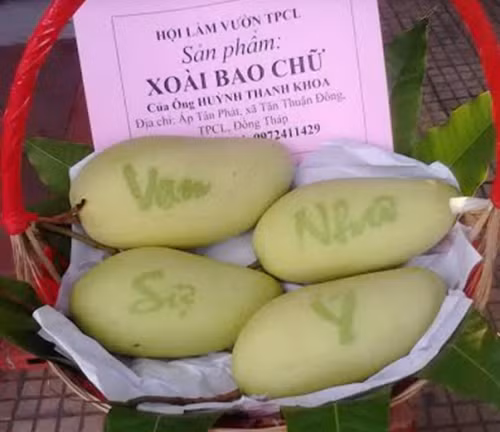Theo chia sẻ của chủ vườn xoài, đây là giống xoài Đài Loan. Nhà vườn cho biết, Tết Bính Thân đã cung cấp cho thị trường khoảng 1.000 quả xoài in chữ, hiện toàn bộ số xoài đã được các đầu mối đặt hàng. Ảnh: Báo Đồng Tháp.
