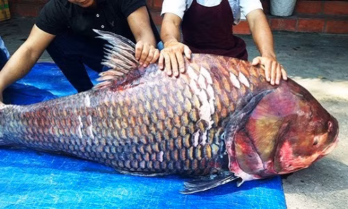 Hồi tháng 11/2015, dư luận cũng chú ý đến một cặp cá hô khủng nặng gần 240kg do ngư dân bắt ở vùng biên giới Việt Nam – Campuchia được mang lên TP HCM tiêu thụ. Việc bắt được những con cá hô trên 100kg rất hiếm vì thế, việc chi từ 3-4 triệu đồng cho một kg cá là không quá khó với những người có điều kiện kinh tế.
