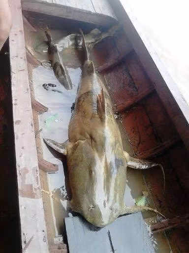 Một con cá chiên khổng lồ, nặng hơn 30 kg khá quý hiếm được mua từ Tây Nguyên có giá đến 40 triệu đồng. Ảnh: Phụ nữ TP HCM